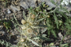 Cirsium hookerianum
