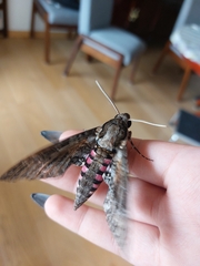 Agrius cingulata