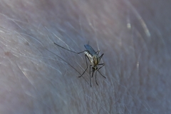Aedes trivittatus