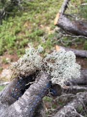 Cladonia portentosa