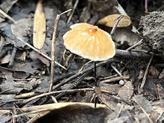 Marasmius siccus