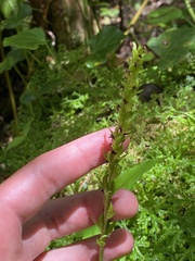 Platanthera pollostantha