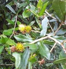 Andricus quercusfoliatus