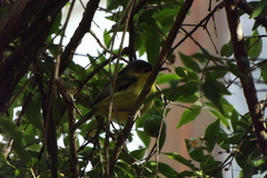 Todirostrum cinereum