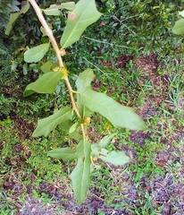 Andricus quercusfoliatus