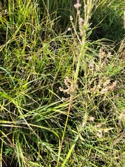 Lespedeza leptostachya