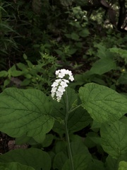 Heliotropium macrostachyum