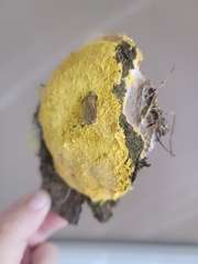 Fuligo septica