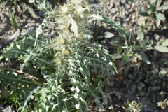 Cirsium hookerianum
