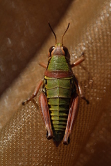 Cophopodisma pyrenaea