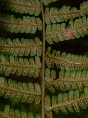Dryopteris affinis borreri