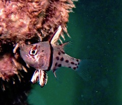 Sphaeramia orbicularis