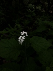 Heliotropium macrostachyum