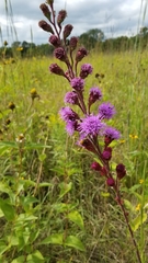 Liatris ligulistylis