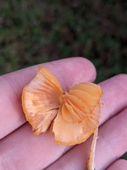 Hygrocybe