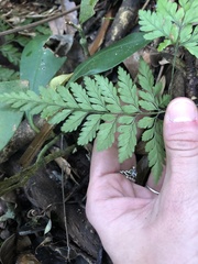Polypodiopsida