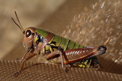 Cophopodisma pyrenaea