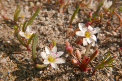 Lewisia triphylla
