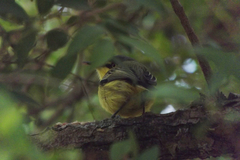Todirostrum cinereum