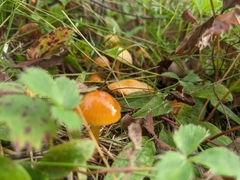 Hygrocybe