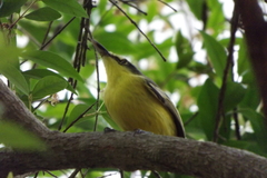 Todirostrum cinereum