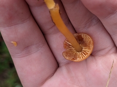 Hygrocybe