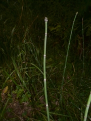 Equisetum hyemale