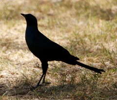 Lamprotornis australis