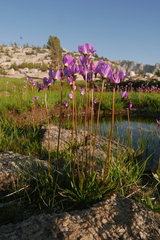 Primula tetrandra