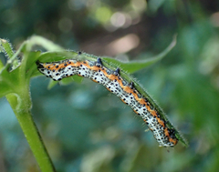 Pyrrhia