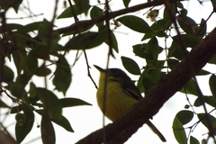 Todirostrum cinereum