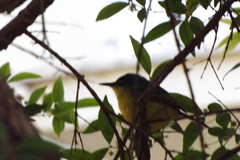 Todirostrum cinereum