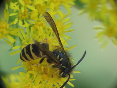 Vespula alascensis