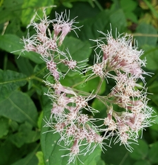 Eutrochium purpureum