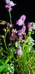 Linaria purpurea