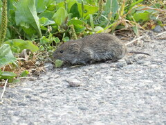 Microtus pennsylvanicus