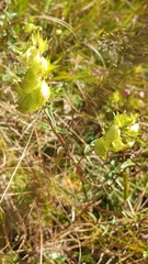 Rhinanthus glacialis