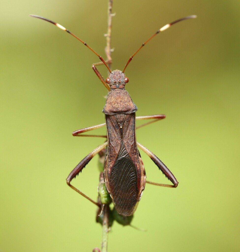 Lupine Bug