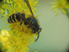 Vespula alascensis