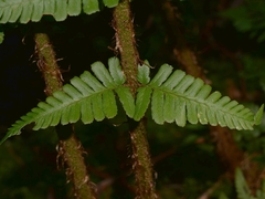 Dryopteris affinis borreri