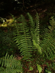 Dryopteris affinis borreri
