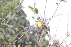 Todirostrum cinereum