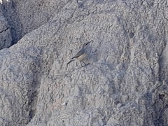 Salpinctes obsoletus