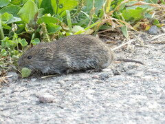 Microtus pennsylvanicus