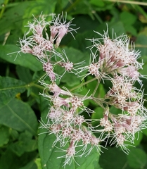 Eutrochium purpureum