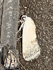 Ponometia elegantula