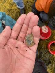 Botrylloides violaceus