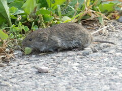 Microtus pennsylvanicus