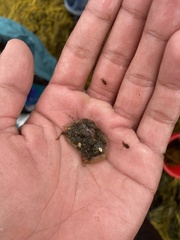 Botrylloides violaceus