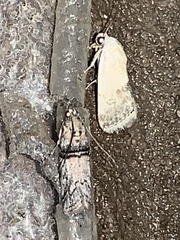 Ponometia elegantula